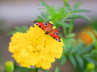 Similar image 463780