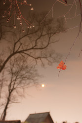 Similar image 464329