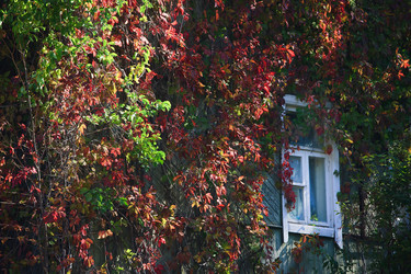 Similar image 464482