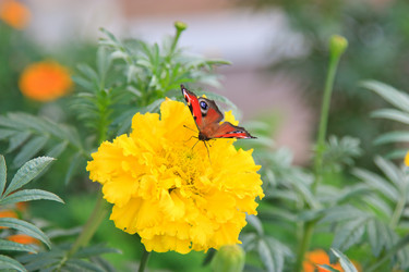 Similar image 464521