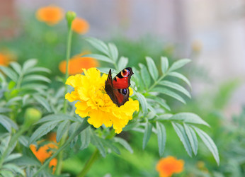 Similar image 464522