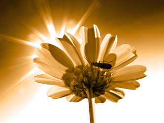 Similar image 466507