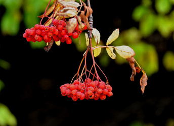 Similar image 466655