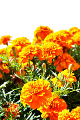 Similar image 467300