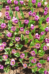 Similar image 471158