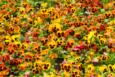 Similar image 471170