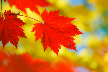 Similar image 471245