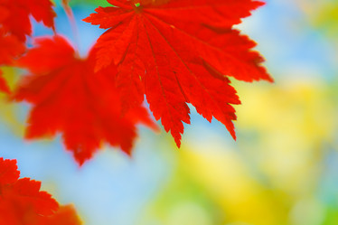 Similar image 471258