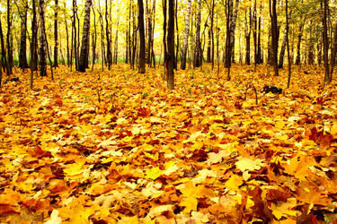 Similar image 471365