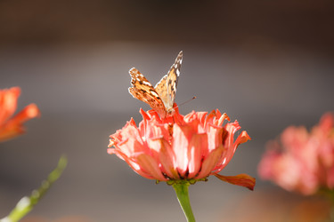 Similar image 471437