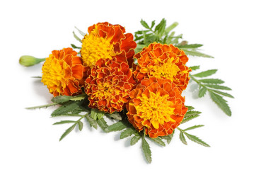 Similar image 471516