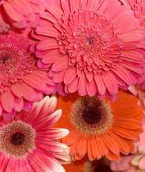 Similar image 471713