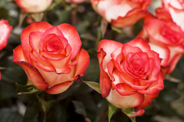 Similar image 471729