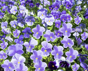 Similar image 471918