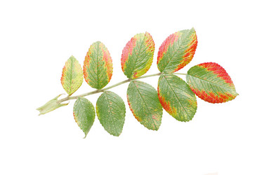 Similar image 471938