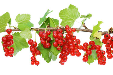 Similar image 472344