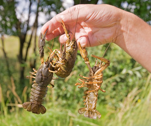 Similar image 473870