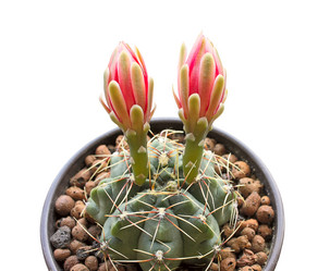 Similar image 473919