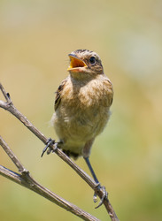 Similar image 474117