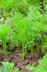 Similar image 474724