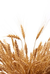 Similar image 475263