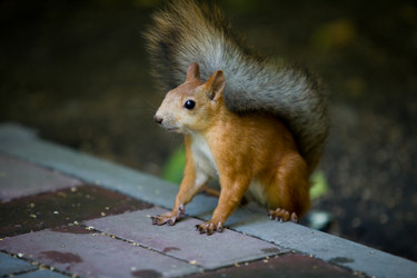 Similar image 475752