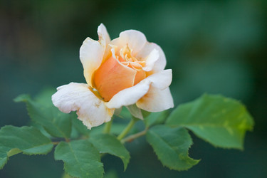 Similar image 476304