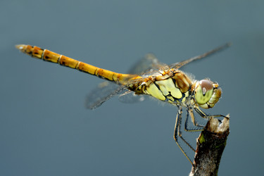 Similar image 477021