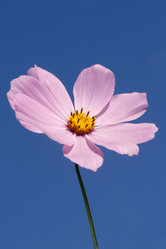 Similar image 477027