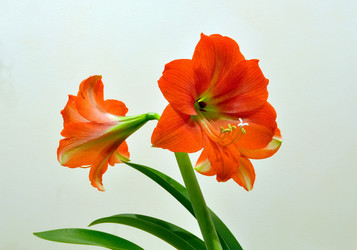 Similar image 477212