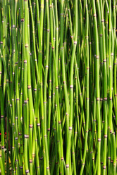 Similar image 477375