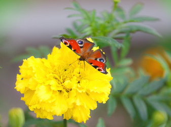 Similar image 477919