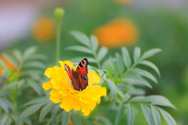 Similar image 477925