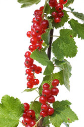 Similar image 480270