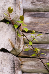 Similar image 480772