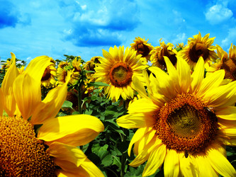 Similar image 483619