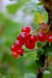 Similar image 484457