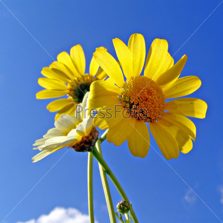 Фотография на тему Желтые цветы на фоне голубого неба | PressFoto
