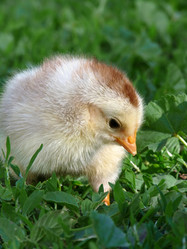 Similar image 485743