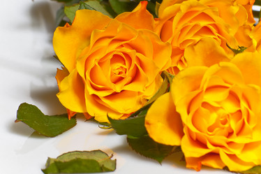 Similar image 486477