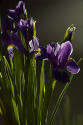 Similar image 486594