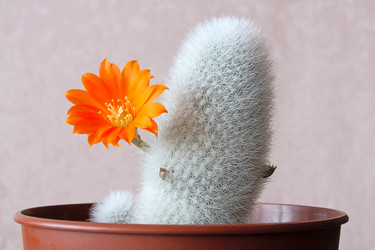 Similar image 487677