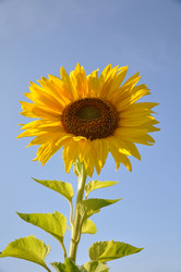 Similar image 488207