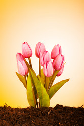 Similar image 488839