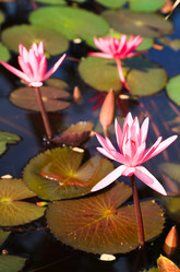 Similar image 489891