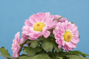 Similar image 491232