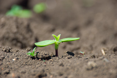 Similar image 491292