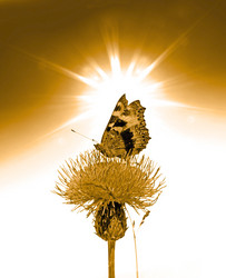 Similar image 492678