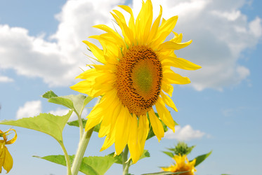 Similar image 494417