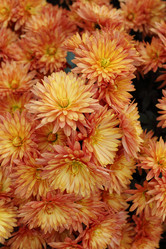 Similar image 494483